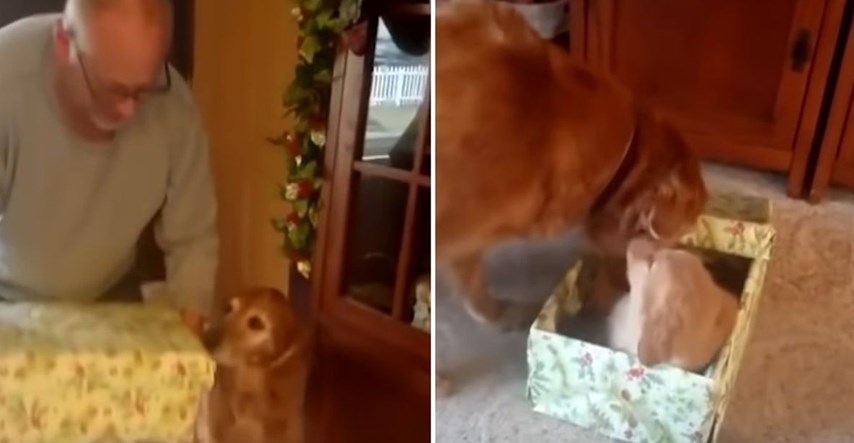 Vlasnici zlatnom retriveru za Božić poklonili štene, reakcija je neprocjenjiva