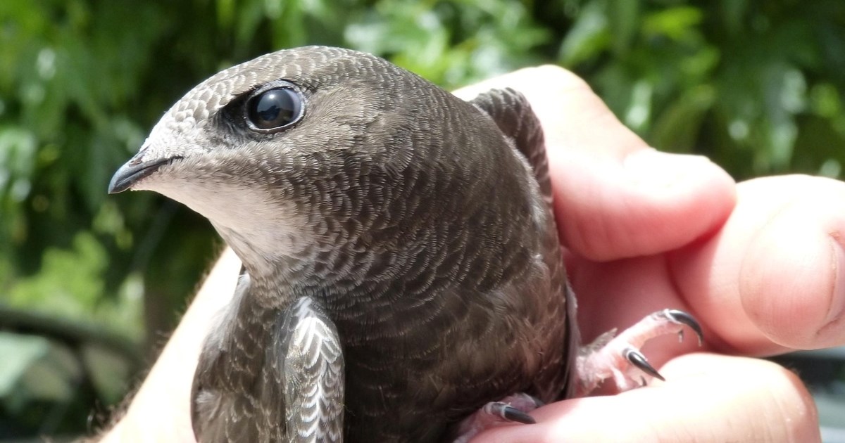 Pronašli ste čiopu na tlu? Evo što trebate učiniti