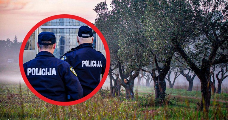 EU tužitelji u akciji: Istarski poduzetnik uzeo 220.000 eura za nepostojeći maslinik