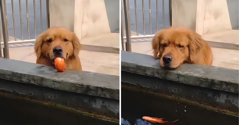 Rastopit ćete se kad vidite što je ovaj pas učinio s ribicom
