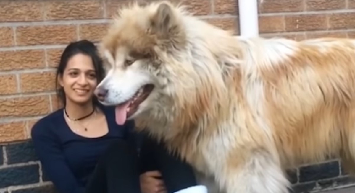 Ogromni aljaški malamut misli da je štene, pogledajte kako se ponaša