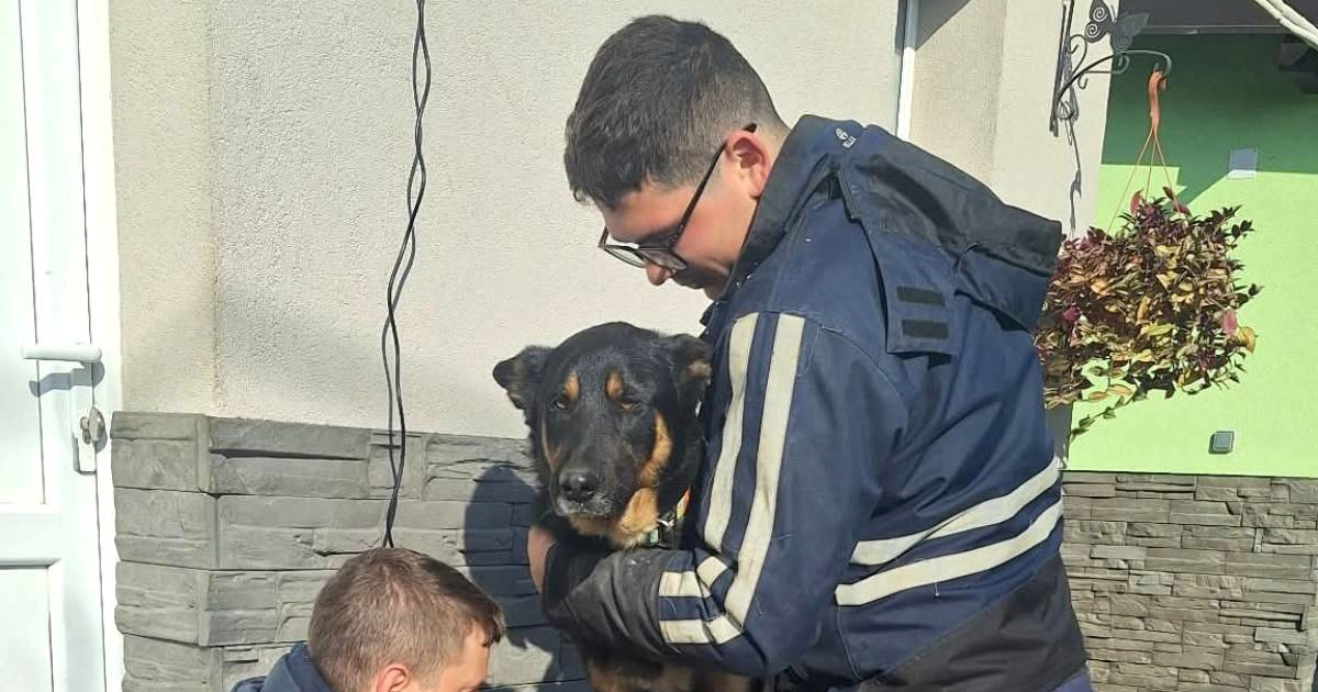 Atila, pas iz osječkog azila darovao krv i spasio život drugom psu