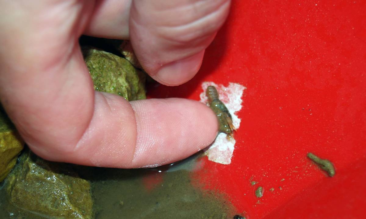 Sićušni račići razgrađuju mikroplastiku za manje od 4 dana, znanstvenici zabrinuti