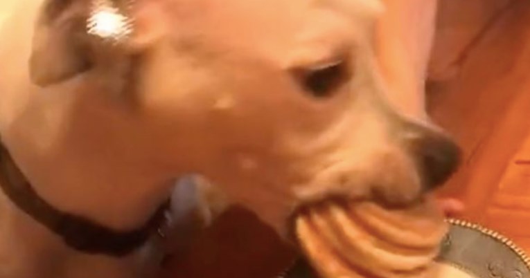 Psu za rođendan servirali tanjur palačinki, nestale su u tri sekunde