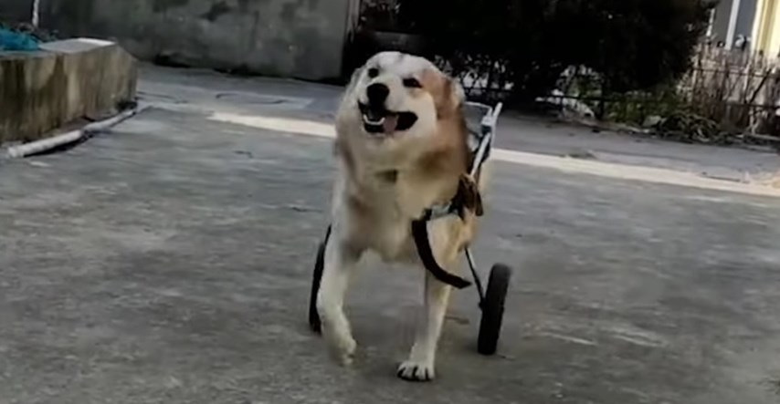 VIDEO Biciklist pronašao napuštenog i paraliziranog psa, dao mu novi dom