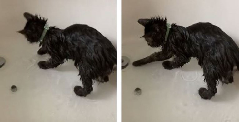 Mačić prvi put ušao pod tuš, njegova reakcija oduševila ljude na TikToku