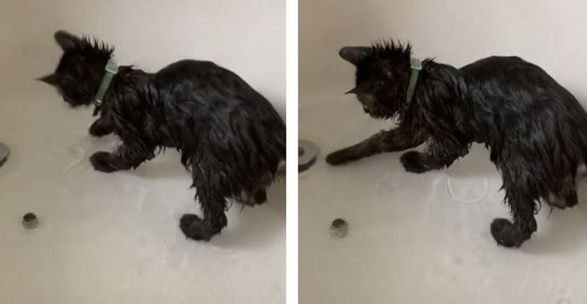 Mačić prvi put ušao pod tuš, njegova reakcija oduševila ljude na TikToku