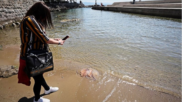 Češki mediji savjetuju ljudima da ne ljetuju u Istri zbog meduza. Stigao im odgovor