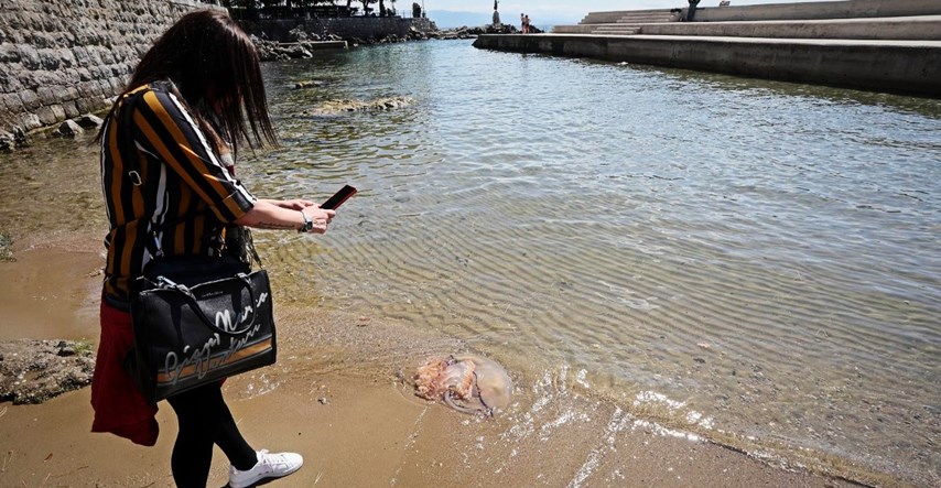 Češki mediji savjetuju ljudima da ne ljetuju u Istri zbog meduza. Stigao im odgovor