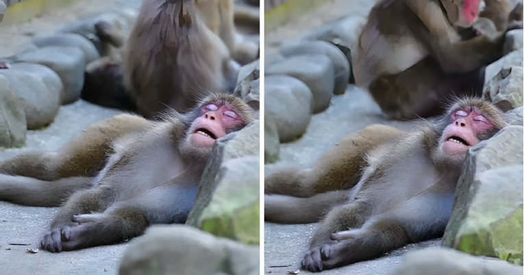 Video ovog majmuna točno opisuje svačije raspoloženje na kraju radnog tjedna