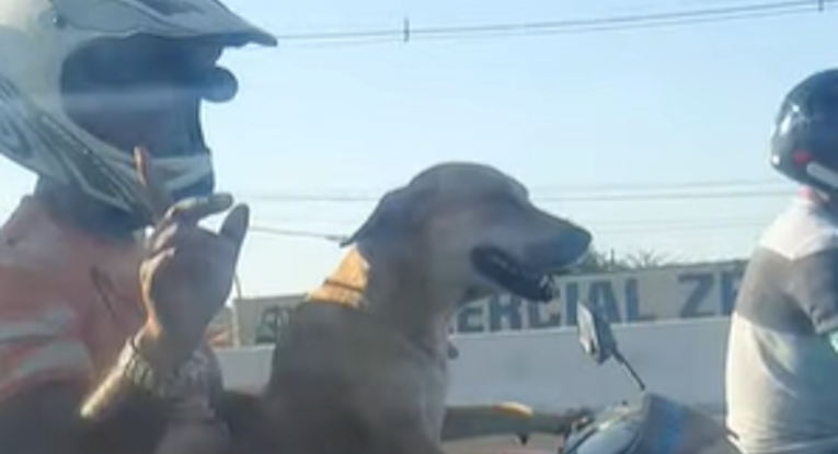 Snimio je psa koji vozi vlasnike na motoru i nije se mogao prestati smijati