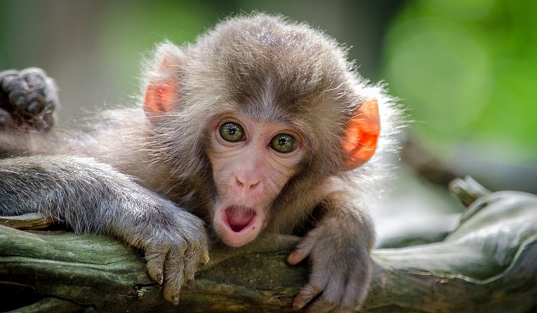 U japanskom gradu majmuni napadaju ljude, ozlijeđene 42 osobe