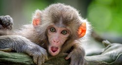 U japanskom gradu majmuni napadaju ljude, ozlijeđene 42 osobe