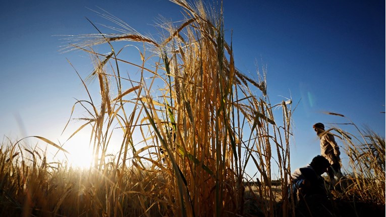 Cijena pšenice mogla bi zbog rata porasti i do 34 posto