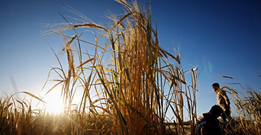 Cijena pšenice mogla bi zbog rata porasti i do 34 posto