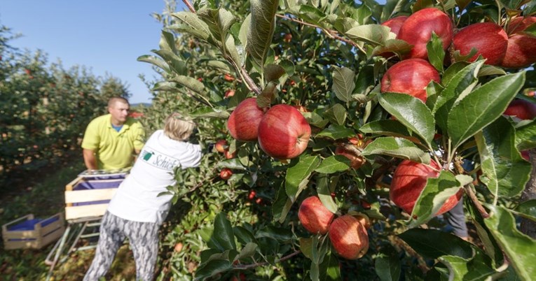 Urod jabuka u Njemačkoj gotovo 16% veći nego lani, dobar i urod šljiva