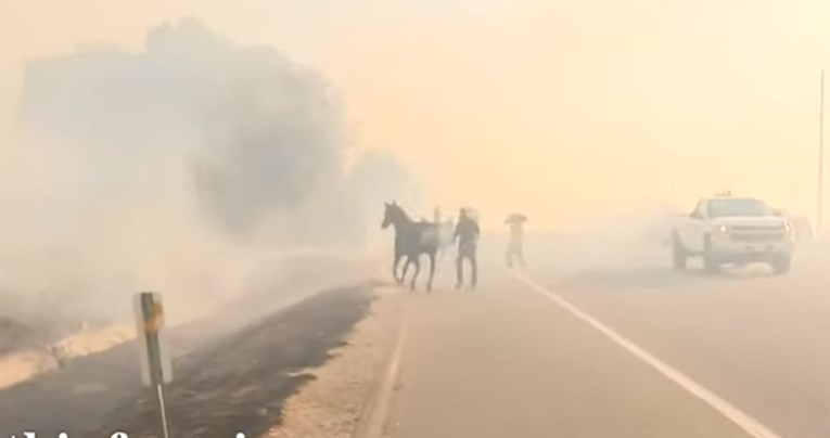 VIDEO Konj spašen iz vatre vratio se u požar kako bi spasio druga dva konja