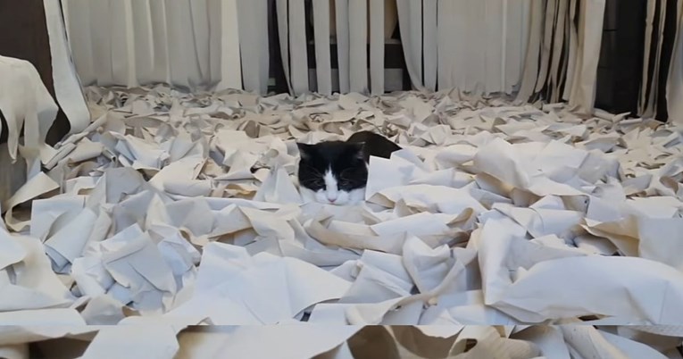Vlasnik čitavu prostoriju prekrio toaletnim papirom, pogledajte sreću njegovog mačka