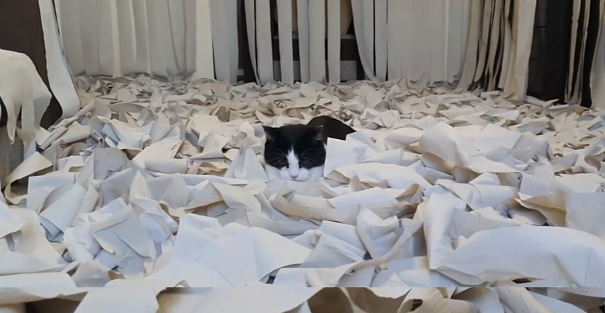Vlasnik čitavu prostoriju prekrio toaletnim papirom, pogledajte sreću njegovog mačka