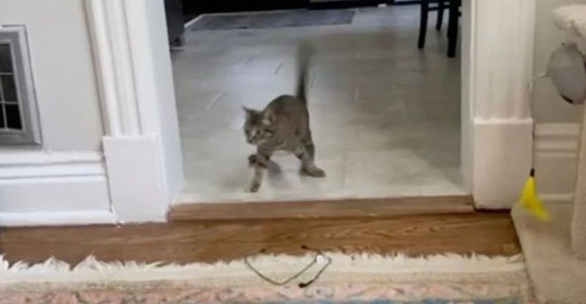 Mačka s invaliditetom oduševila internet preslatkim hodom kojim je išla po hranu