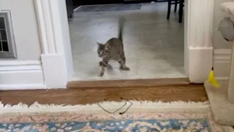 Mačka s invaliditetom oduševila internet preslatkim hodom kojim je išla po hranu
