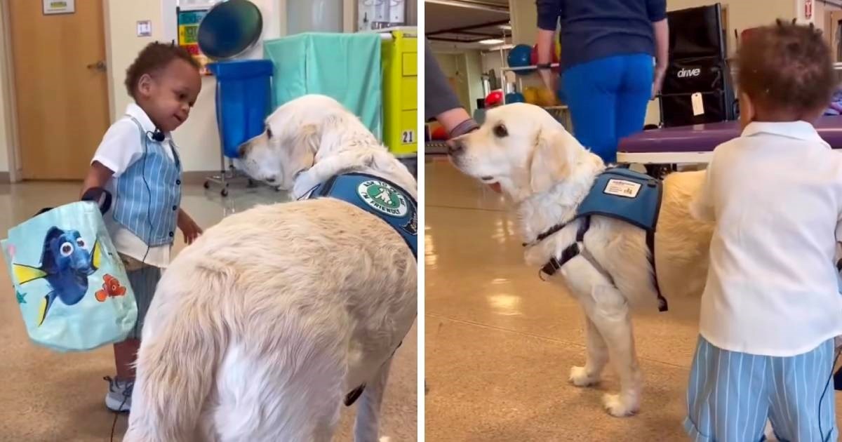 Snimka koja će vam uljepšati dan: Retriverica pomaže pacijentima dječje bolnice