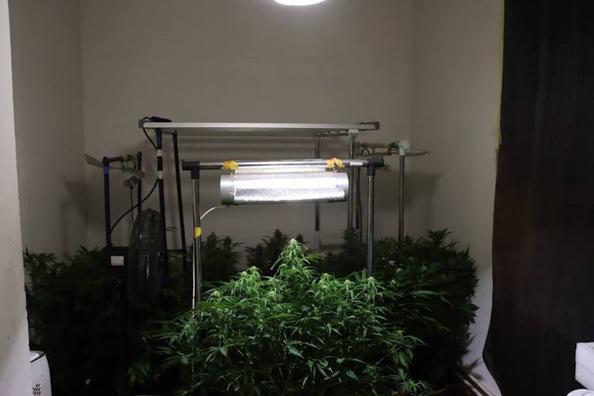 Pao diler na Trešnjevci. Uzgajao konoplju i preprodavao kokain