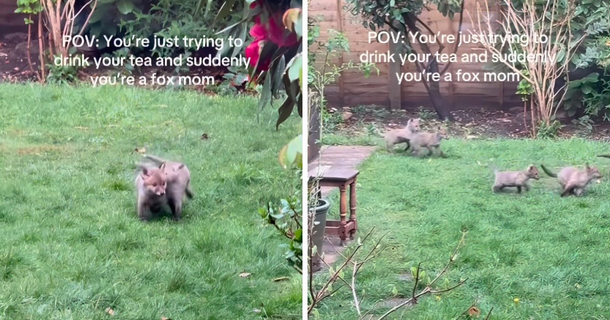 Jutro za pamćenje: Žena pogledala kroz prozor i vidjela male lisice kako se igraju