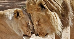Stariji par lavova istovremeno su uspavali da ne bi morali živjeti jedan bez drugog