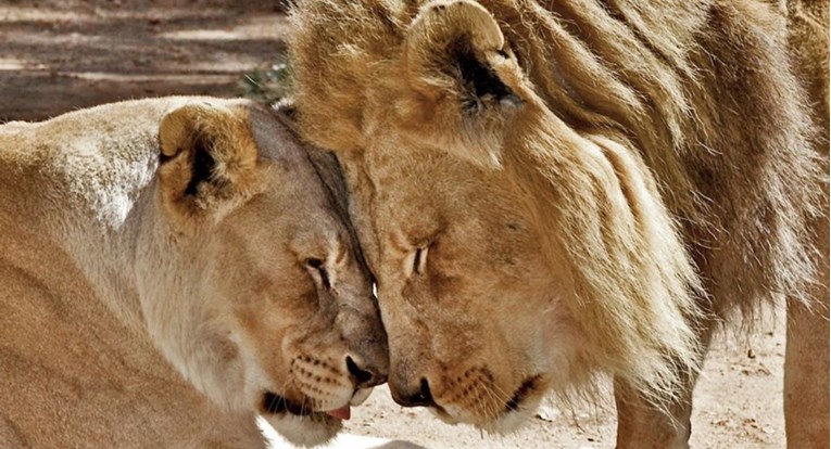 Stariji par lavova istovremeno su uspavali da ne bi morali živjeti jedan bez drugog