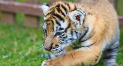 Par htio kupiti Savannah mačku, dobili mladunče tigra