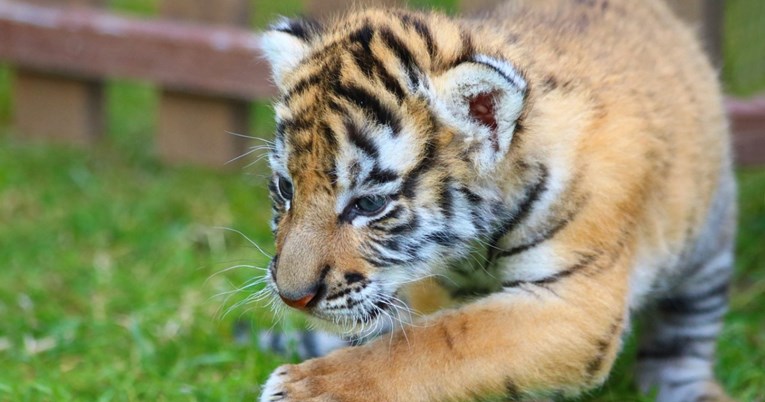 Par htio kupiti Savannah mačku, dobili mladunče tigra