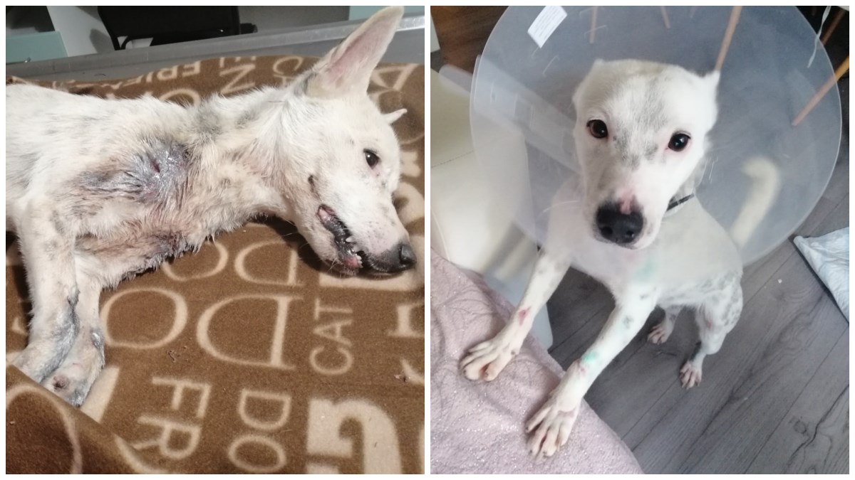 Pas Stipica kojeg su vukli vezanog za automobil se oporavio i pronašao novi dom