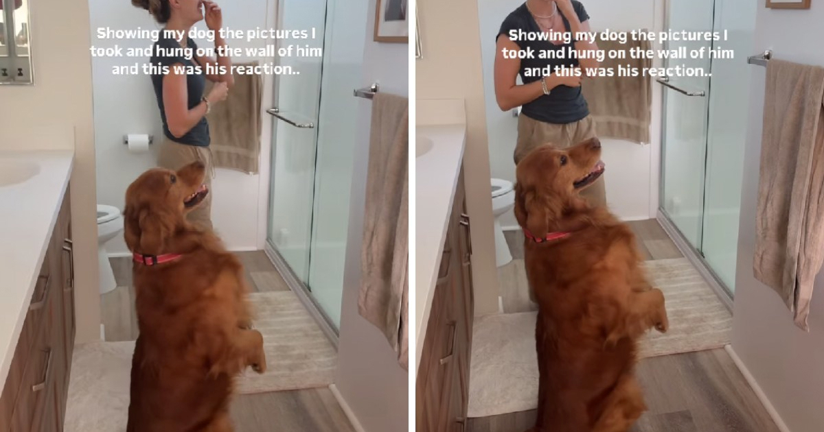 Preslatka reakcija psa na vlastite fotografije hit je na Instagramu