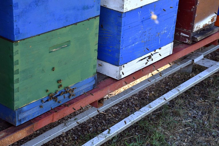 Masovni pomor pčela u Hrvatskoj: Pesticidi uzrok, pčelari krive poljoprivrednike