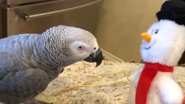 Papagaj se pridružio rasplesanom snjegoviću, oponaša ga i uživa u glazbi