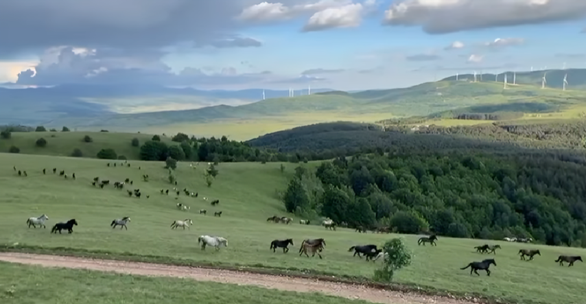 Snimka predivnih divljih konja u Hercegovini ostavlja bez daha