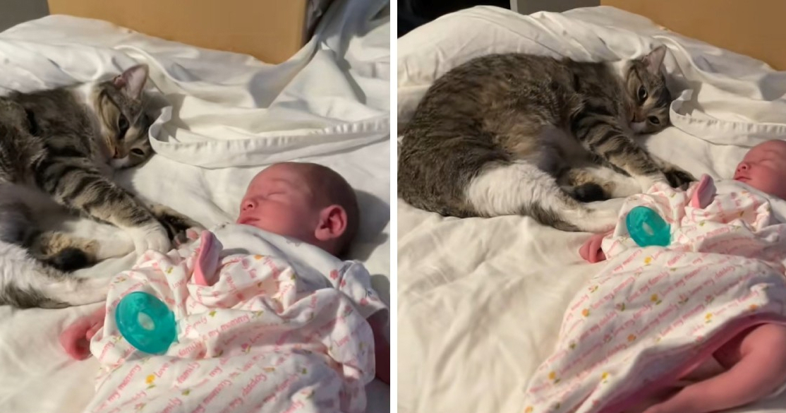 Prizor koji topi srca: Mačka se privila uz bebu, roditelji nisu mogli sakriti suze