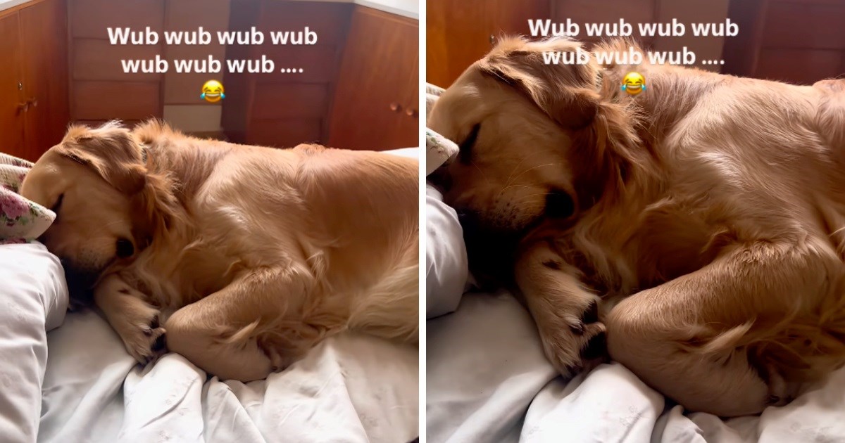 Video zlatnog retrivera koji spava i smiješno se glasa izmamit će vam osmijeh na lice