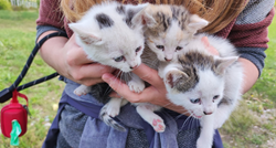 Ovi mačići bili su bez majke u rupi dubokoj dva metra, zaposlenici azila ih spasili