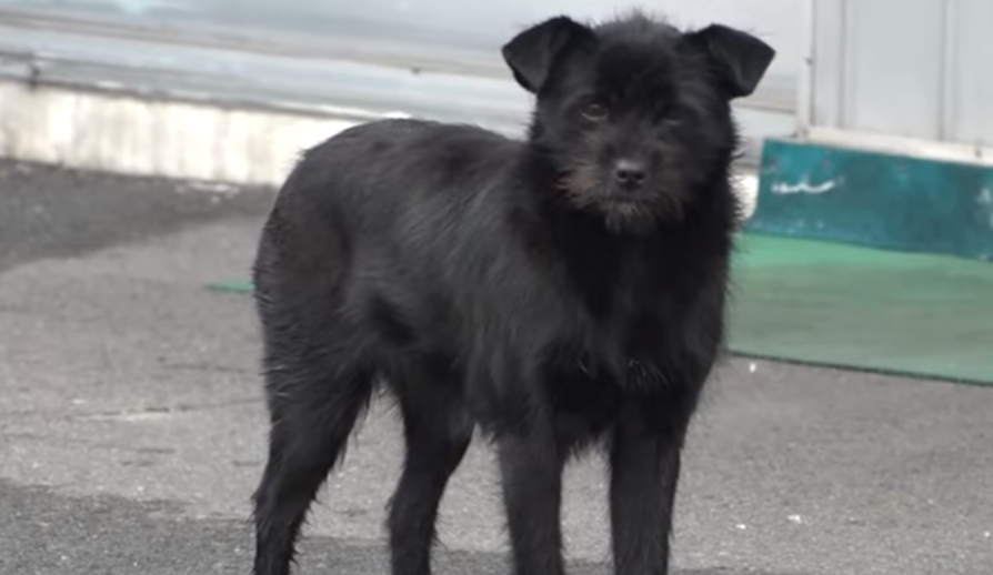 Kujica je neprestano krala obuću, a razlog za to je čudesan