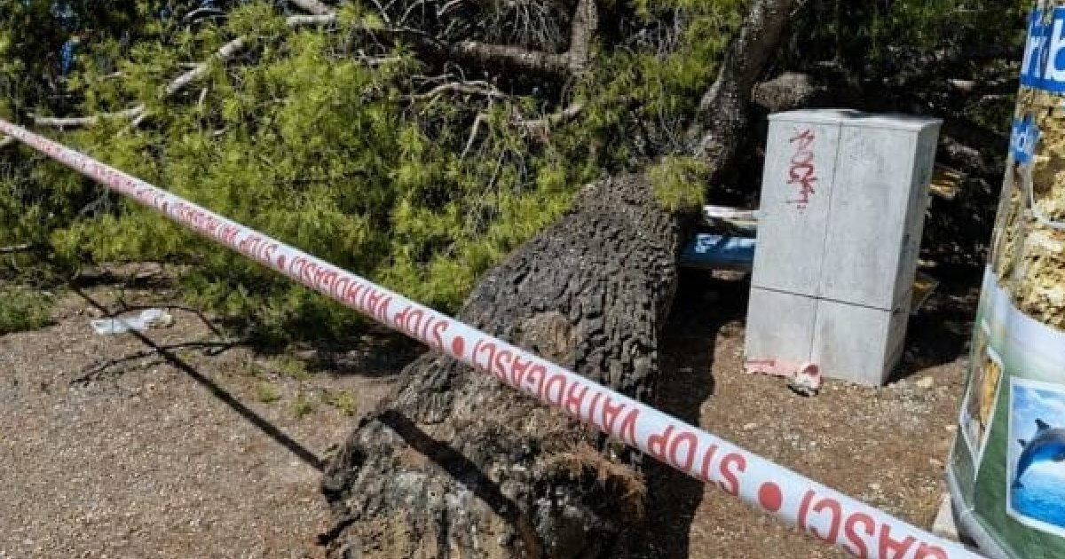 U Crikvenici bor pao na kupače, ozlijeđeno dvoje odraslih i dvoje djece