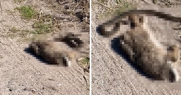 Riđovka pokušala pojesti zeca deset puta težeg od sebe. Znanstvenici iznenađeni