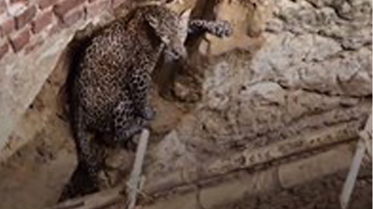 Napravili ljestve i spasili leoparda od sigurne smrti u bunaru
