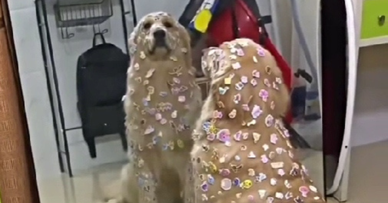 VIDEO Djeca su naljepnicama ukrasila psa, čini se da nije oduševljen