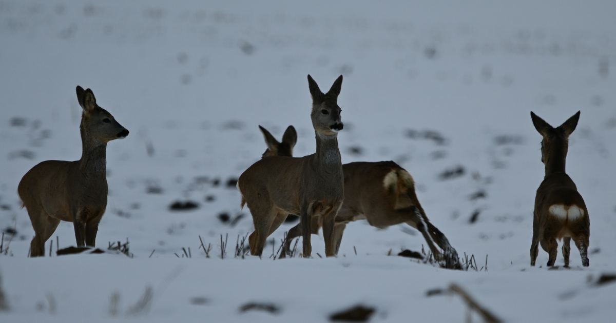 Ove fotografije iz Podravine vjerojatno su nešto najljepše što ćete danas vidjeti