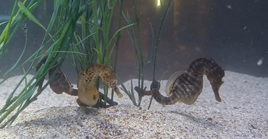 U pulskom akvariju snimili rađanje morskih konjica