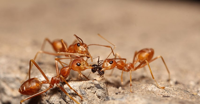 Invazivna vrsta mrava stigla u Europu: "Znali smo da će ovaj dan doći"