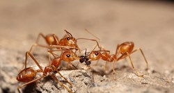 Invazivna vrsta mrava stigla u Europu: "Znali smo da će ovaj dan doći"