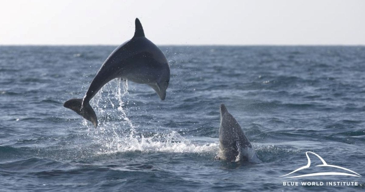 Majke i mladunci u igri: Kod Lošinja snimljeno 12 dupina